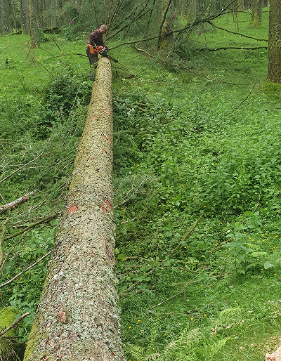 div(3)img rgforestal