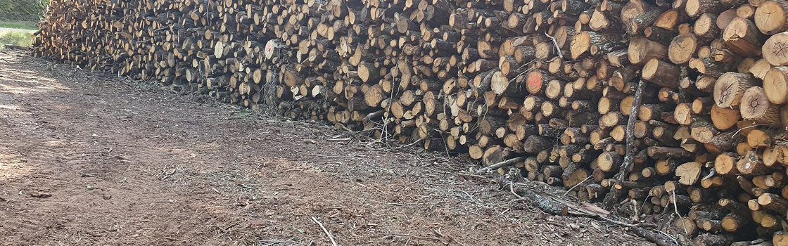 div(6)img rgforestal