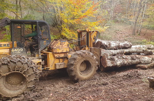 image(11) img rgforestal