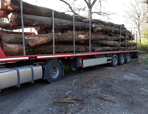 image(12) img rgforestal