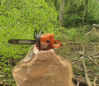 image(14) img rgforestal