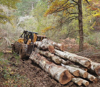 image(15) img rgforestal