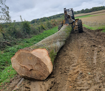 image(16) img rgforestal