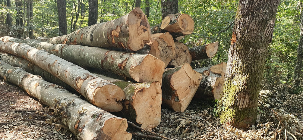 image(9) img rgforestal